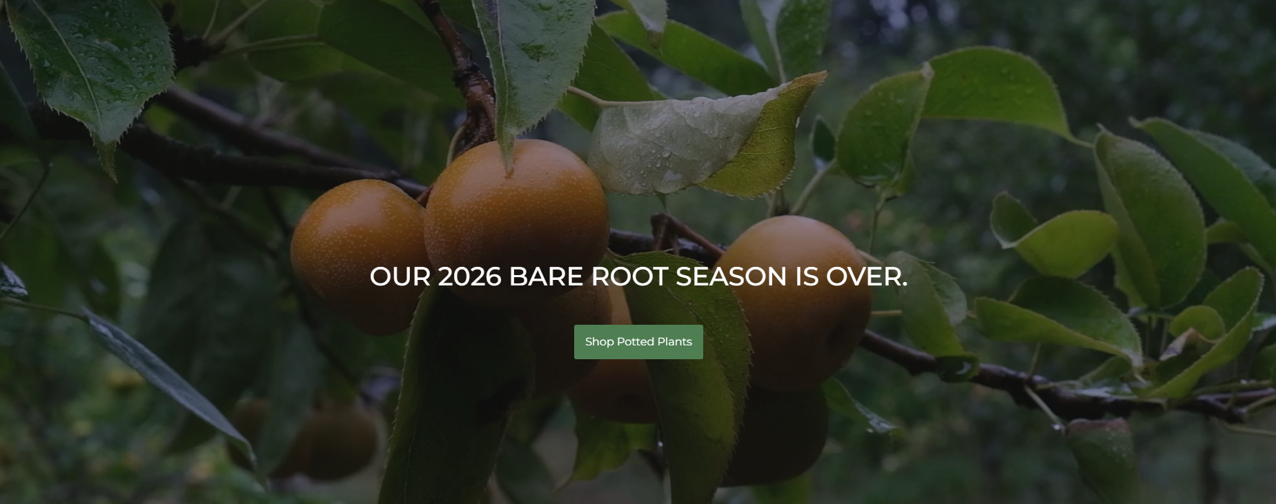 Grow Your Own Edible Paradise